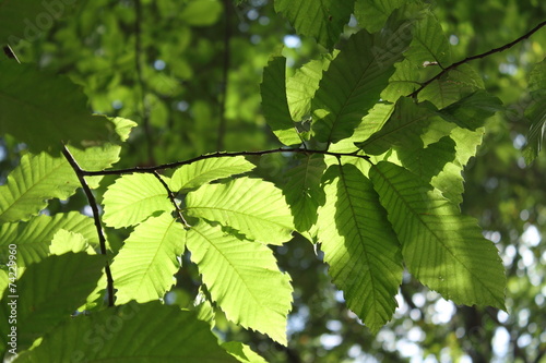 Tablou pe pânză Feuilles d'hetre