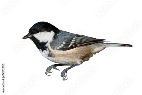 A coal tit isolated on white background