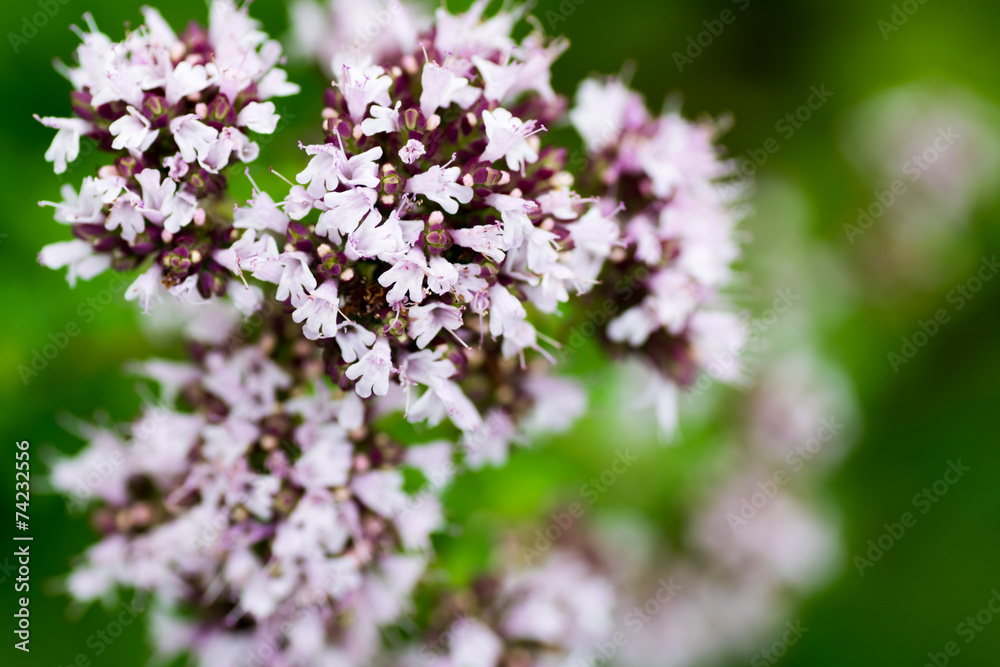 Oregano, marjoram, Origonum vulgare, Lamiaceae, southern Europe Oregano, marjoram, Origonum vulgare, Lamiaceae, southern Europe
