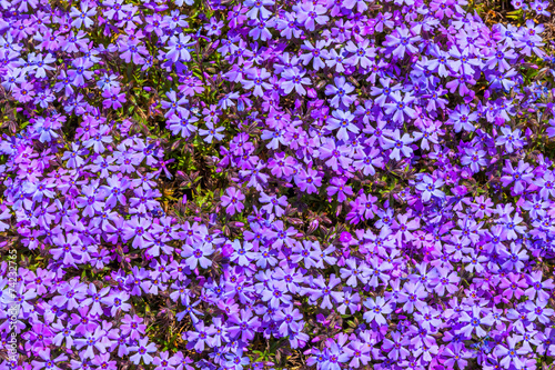 Purple moss phlox flowers and red of one side