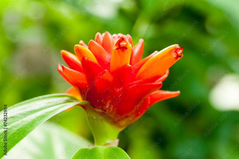 Costus curvibracteatus Costus curvibracteatus