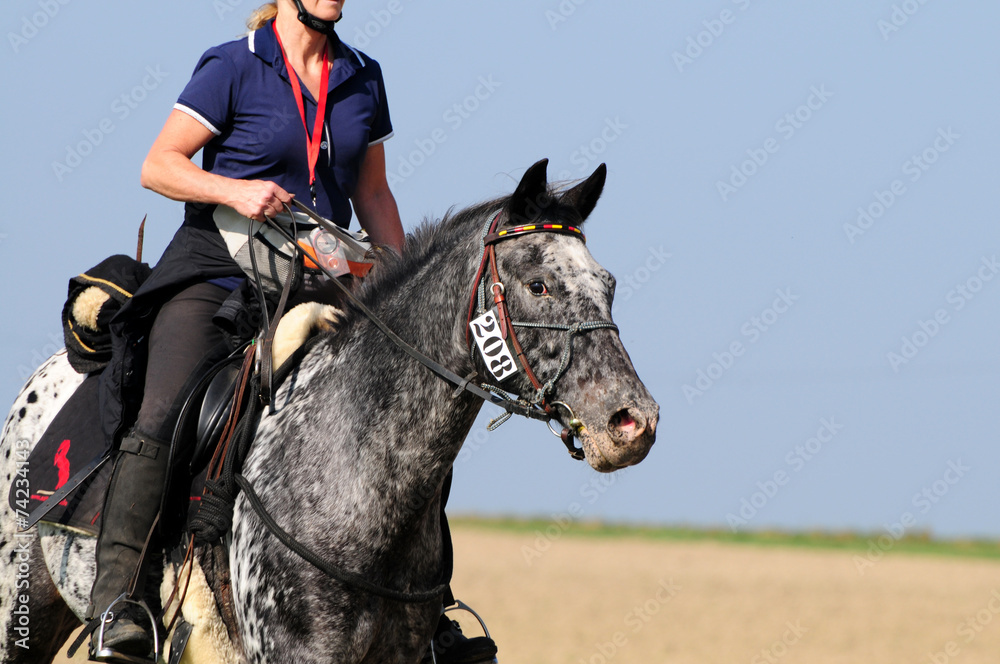 Obraz premium Reitwettbewerb