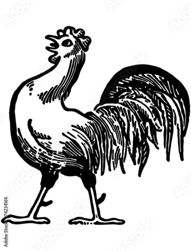 Proud Rooster