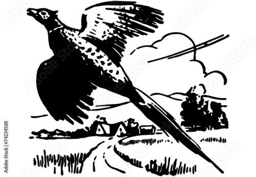Pheasant