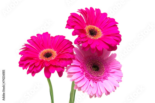 gerbera isolated on white background close-up
