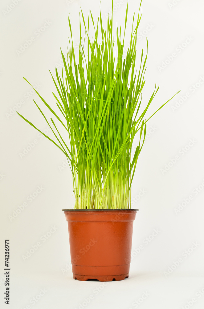 Young wheat Young wheat