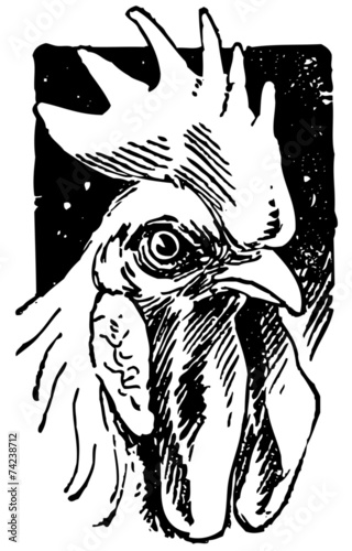 Handsome Rooster
