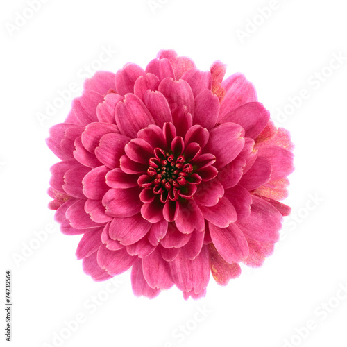 Fototapeta Naklejka Na Ścianę i Meble -  Chrysanthemum flower