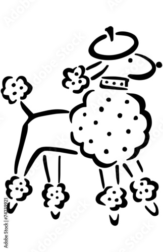 French Poodle