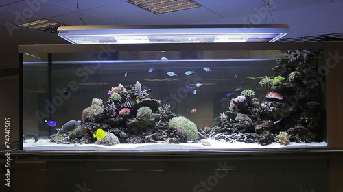 Aquarium with corals and tropical fishes