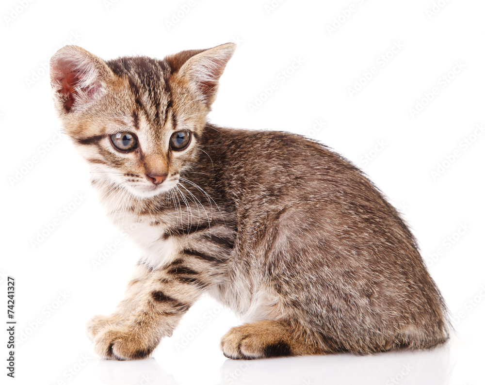 Fototapeta premium Pet