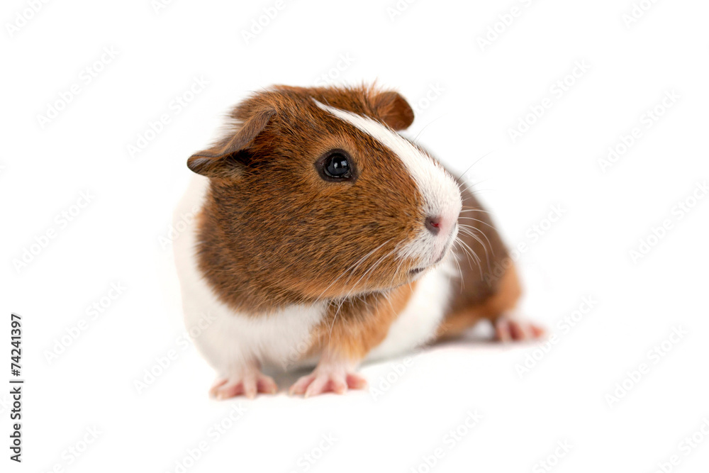 Brown, white and orange guinea pig taken with a white background Stock