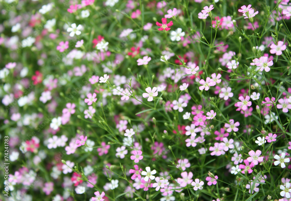 Closeup many little gypsophila pink flowers background