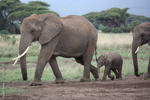 Amboseli - Elefantenherde mit Jungtieren © ClaraNila