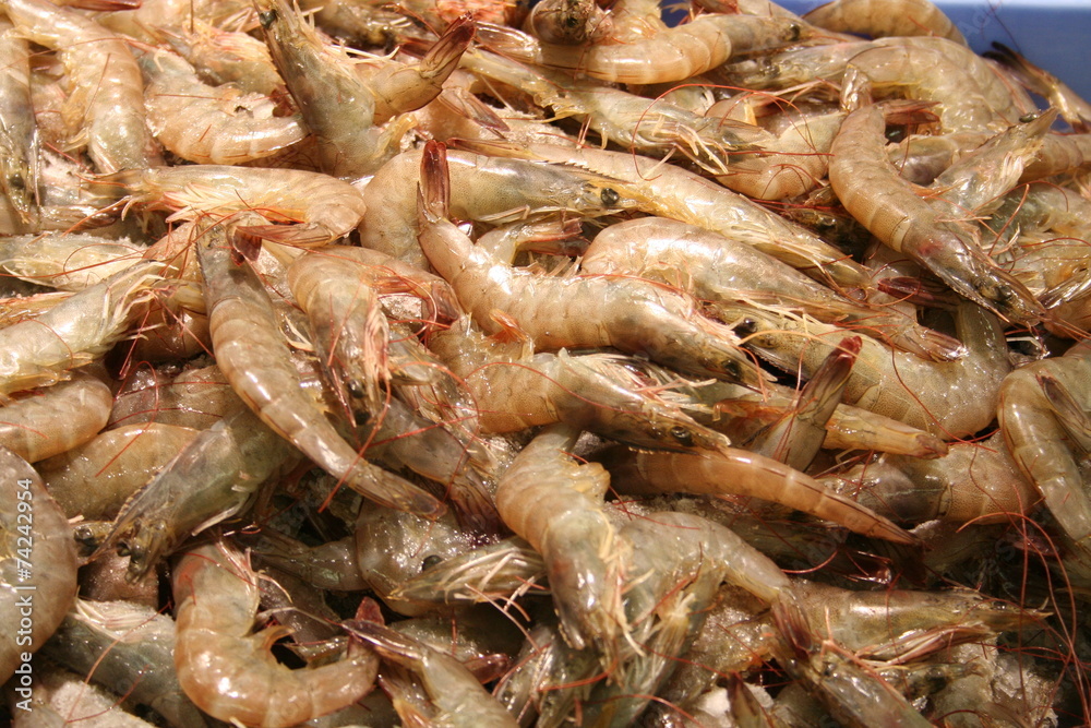 Fresh shrimps for sale in supermarket Fresh shrimps for sale in supermarket