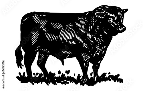 Bull