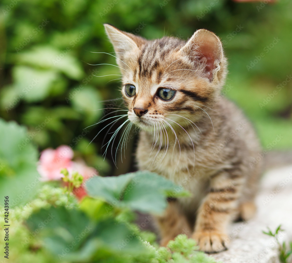 tabby kitten tabby kitten