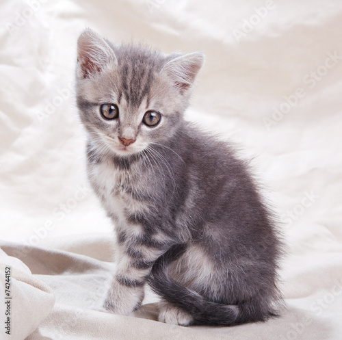 beautiful gray kitten