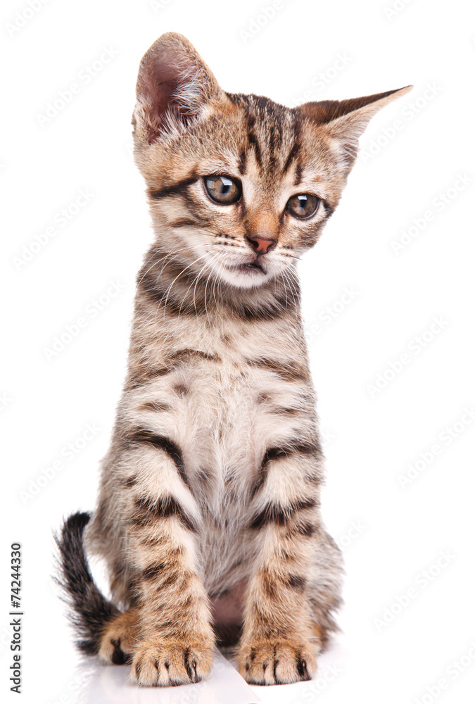 Fototapeta premium funny kitten