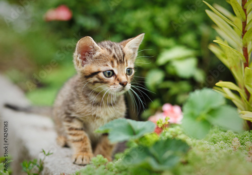 tabby kitten © serkucher