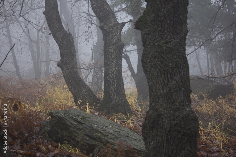 Fototapeta premium autunno nel sottobosco