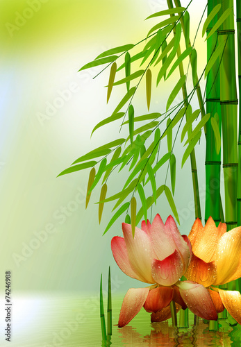 Seerose mit Bambus im Teich