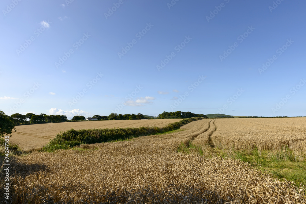 Obraz premium grain fields under blue sky, Cornwall