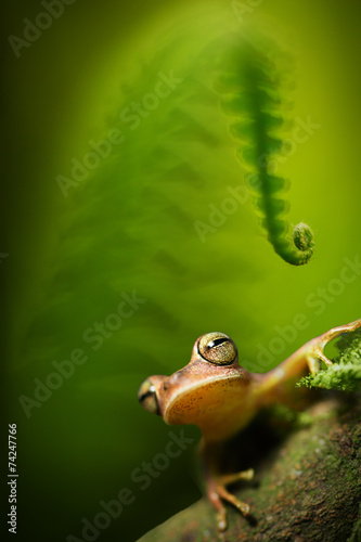 Amazon tree frog photo