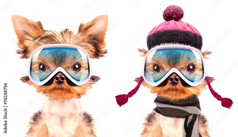 dog  dressed as skier