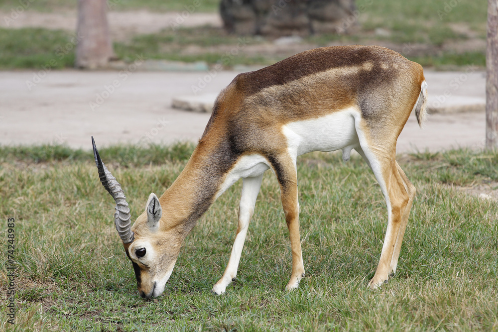 Thomson's gazelle eat grass