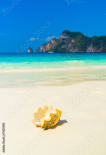 Paradise Blue Beautiful Shell