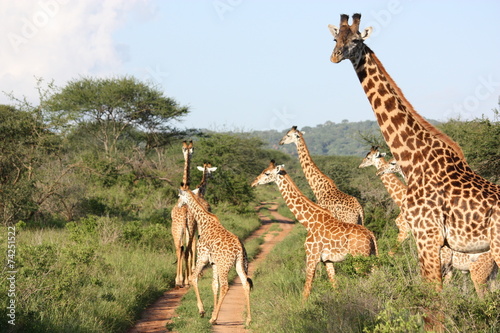 Gro  e Giraffenherde in der Masai Mara