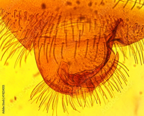 Common bed bug (Cimex lectularius) male abdomen apex slide plate photo
