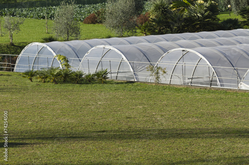 greenhouse in the farm
