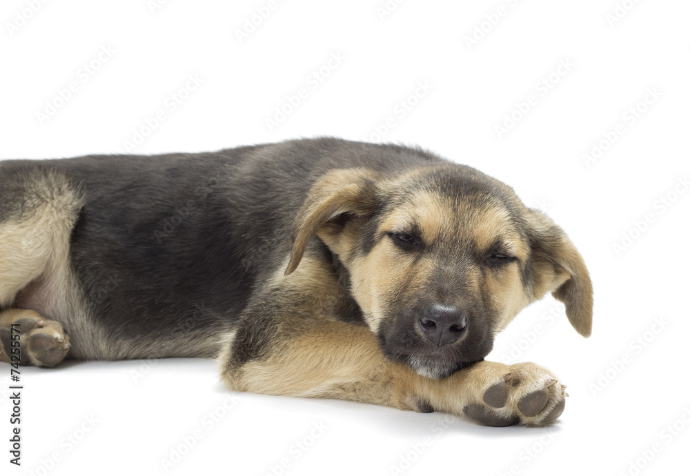 dog lying on a white background
