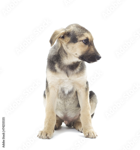 cute dog on a white background isolated