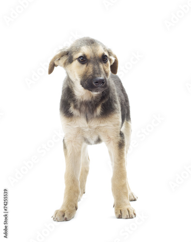 dog standing on a white background isolated