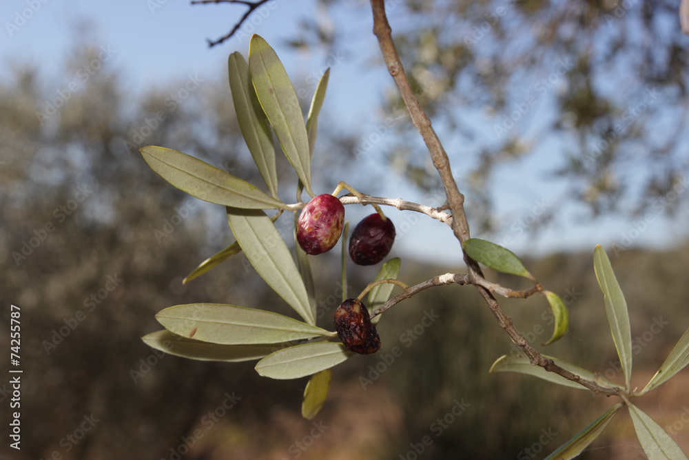 Obraz premium diseases affected olive trees