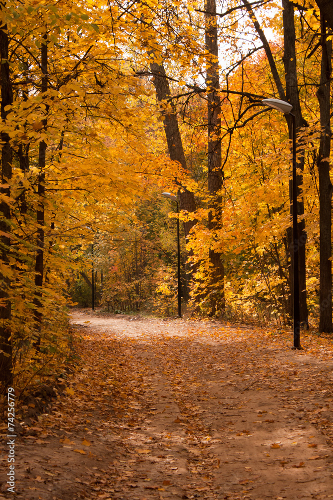 Fototapeta premium Path in autumn park