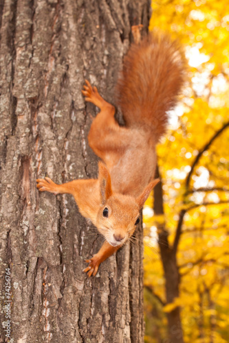 Squirrel on the tree trunk © Black Spring