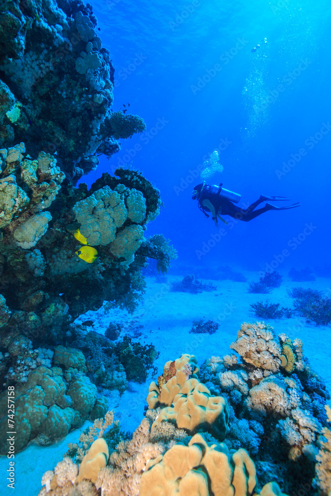 Fototapeta premium coral reef