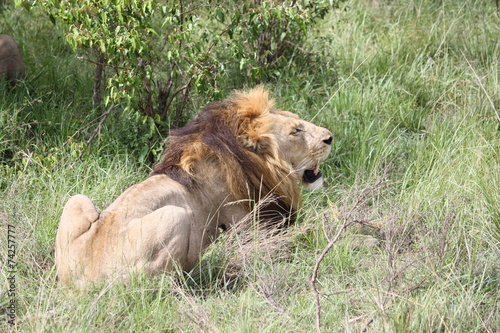 Masai Mara - Löwe nach der Jagd