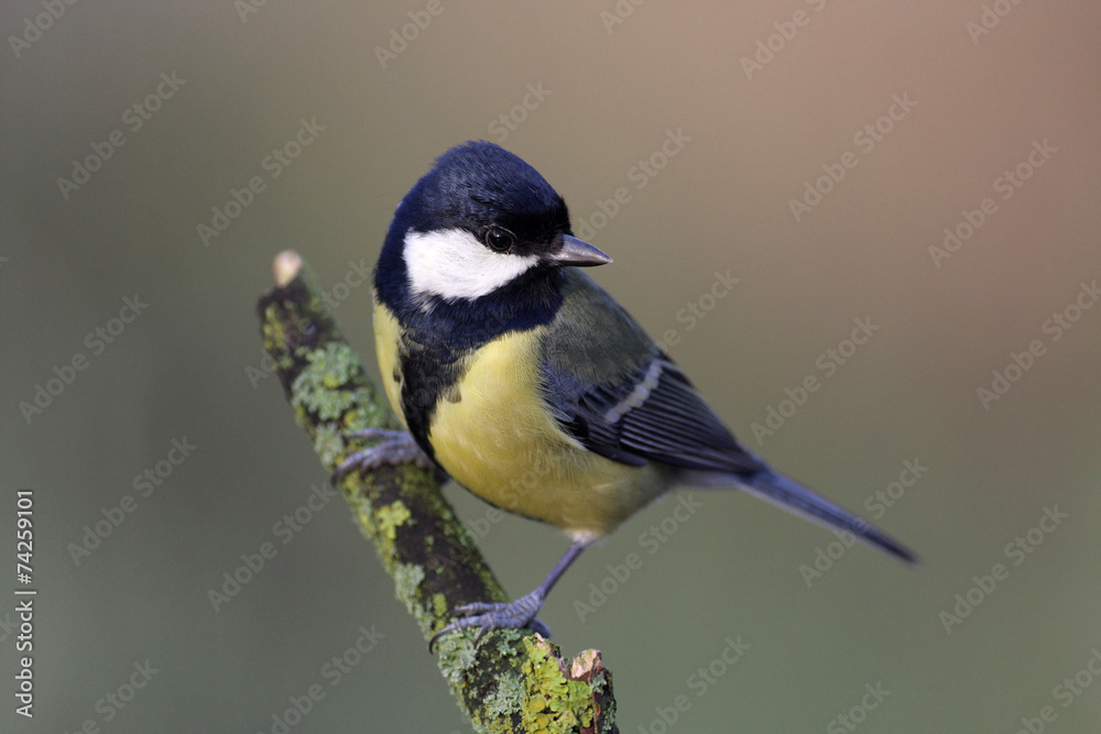 Great Tit - Parus major