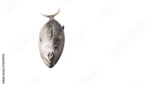 Mackerel tuna or ikan tongkol over white background