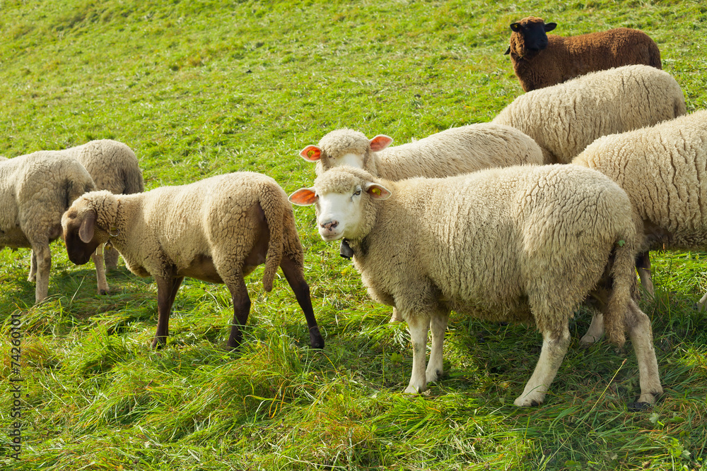 Herd of sheep on beautiful mountain meadow Herd of sheep on beautiful mountain meadow
