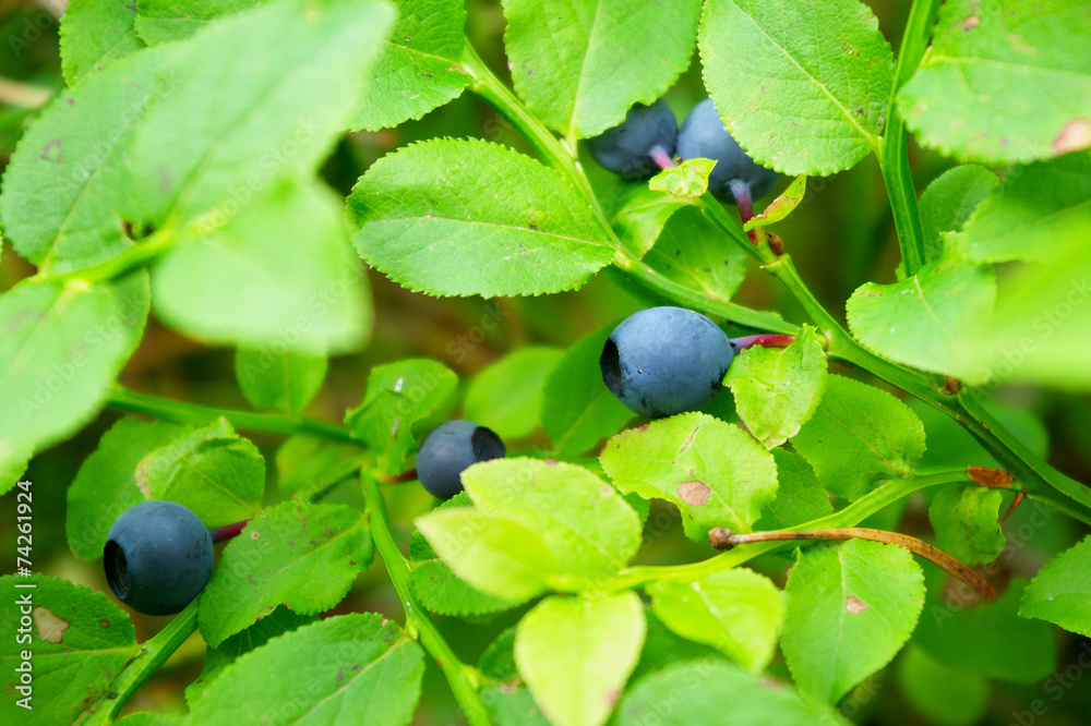 Bilberry shrub with ripened berries. Bilberry shrub with ripened berries.