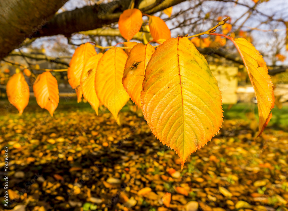 Herbst 08389 Herbst 08389