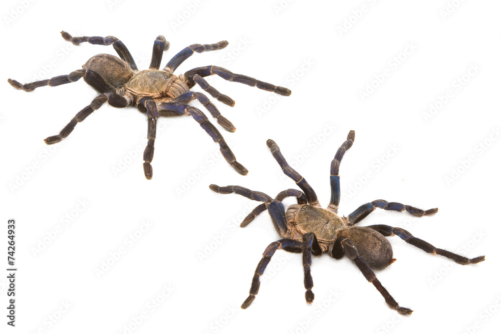 Cobalt Blue Tarantula (Haplopelma lividum), Isolate Cobalt Blue Tarantula (Haplopelma lividum), Isolate