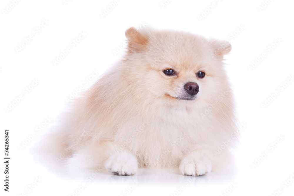 white pomeranian puppy dog