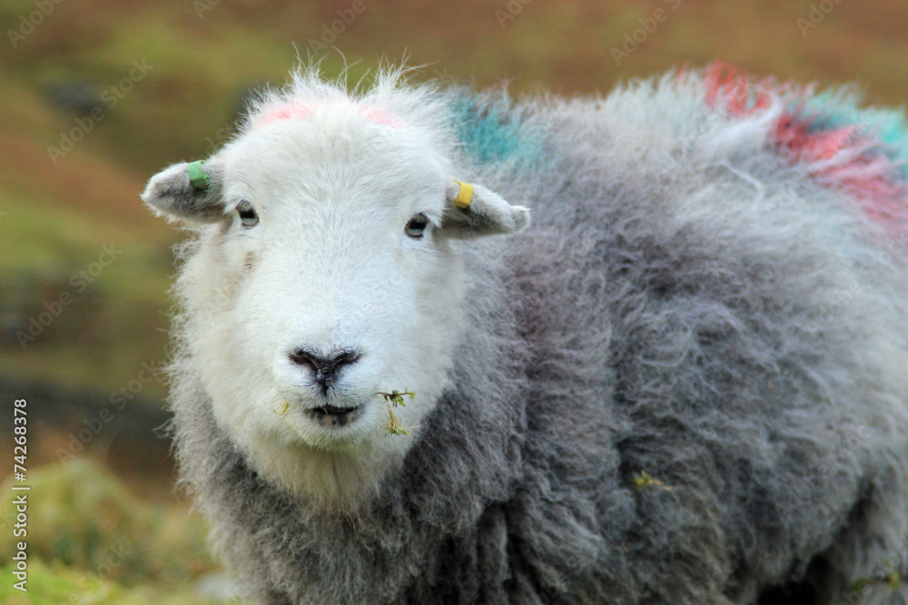 Close-up of a farm sheep with spray identification colours